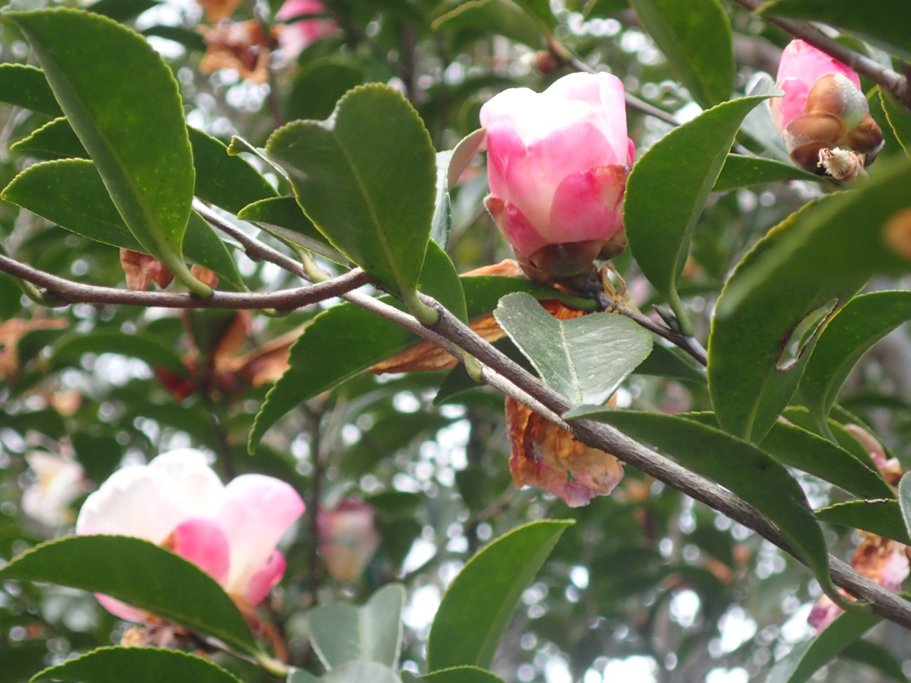 PC220289.JPG