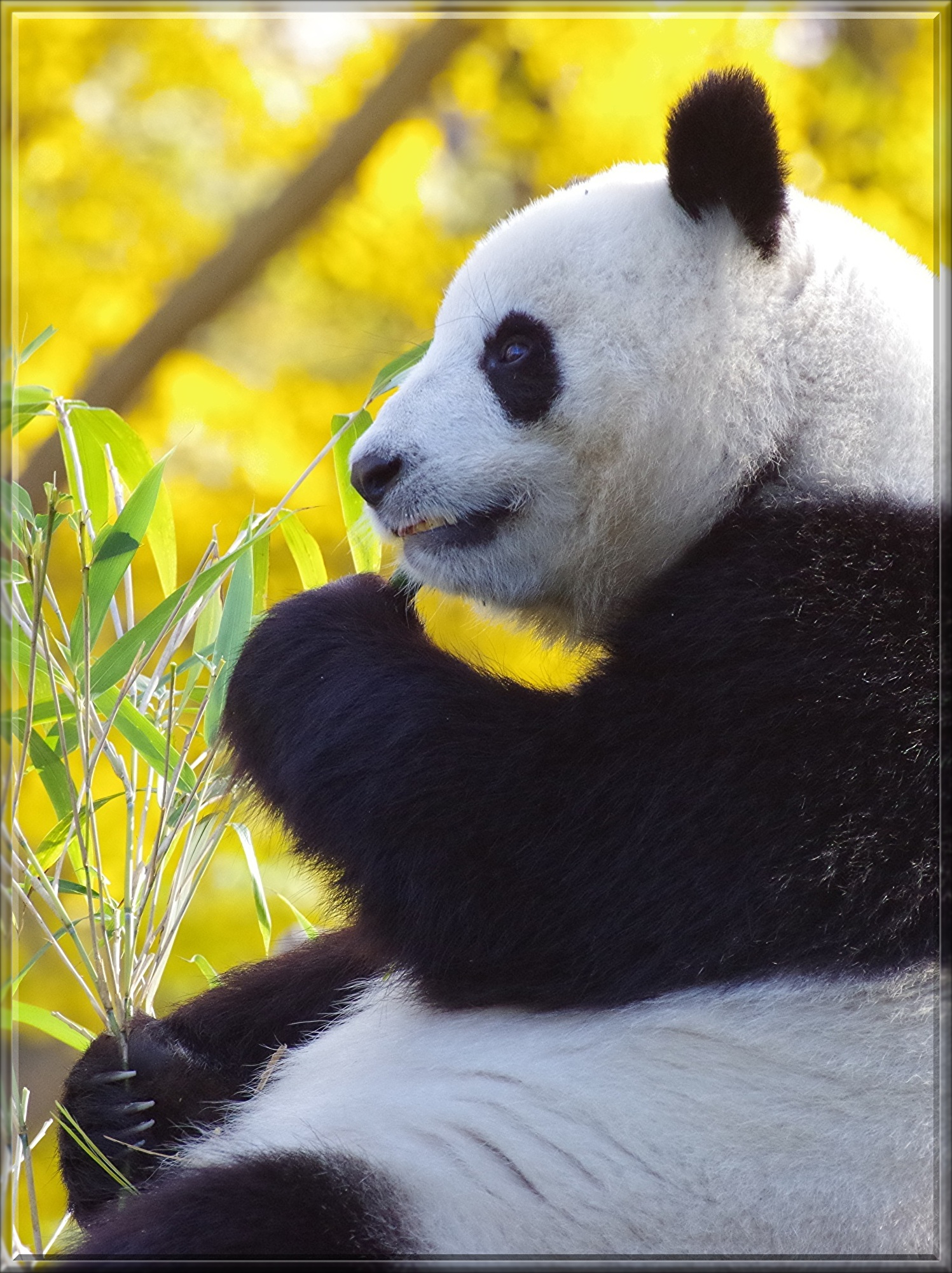 panda-4421381.jpg