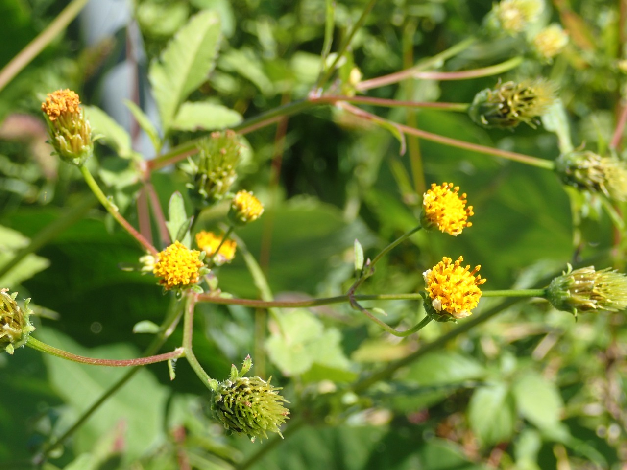PA220288.JPG