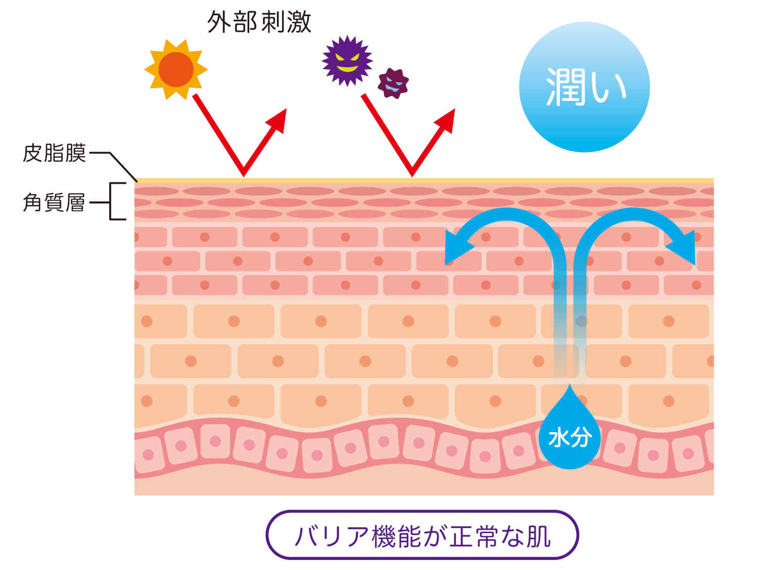 角層の役割.jpeg