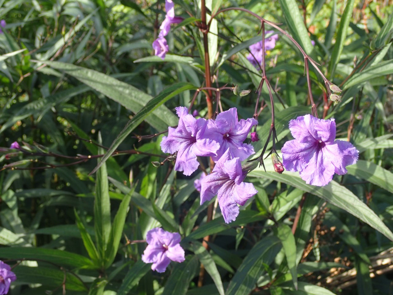 PB170548.JPG