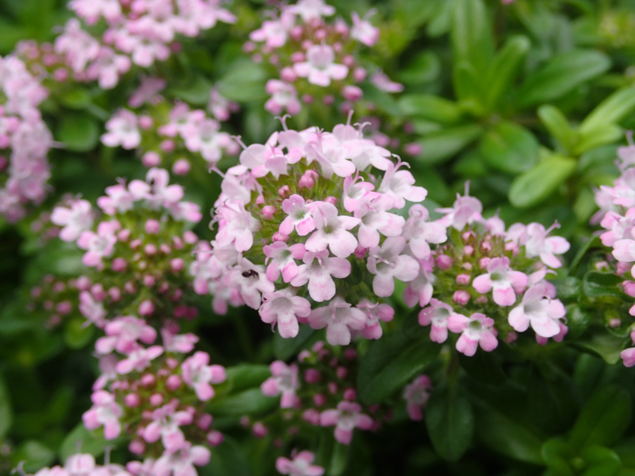 P4201057.JPG