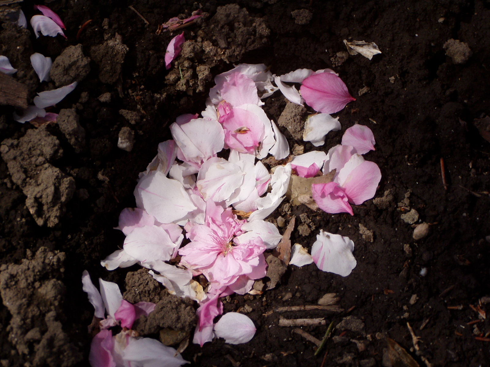 P1010037.JPG