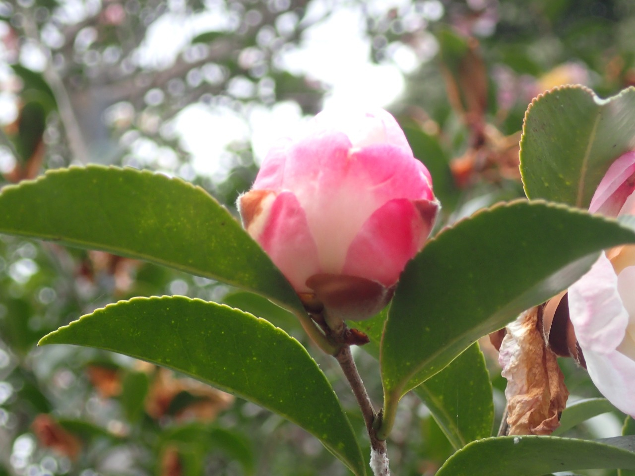 PC220293.JPG
