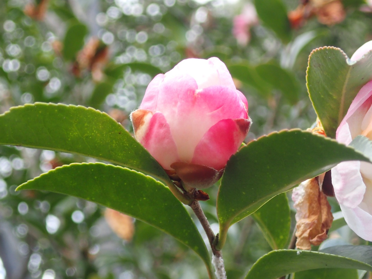 PC220292.JPG