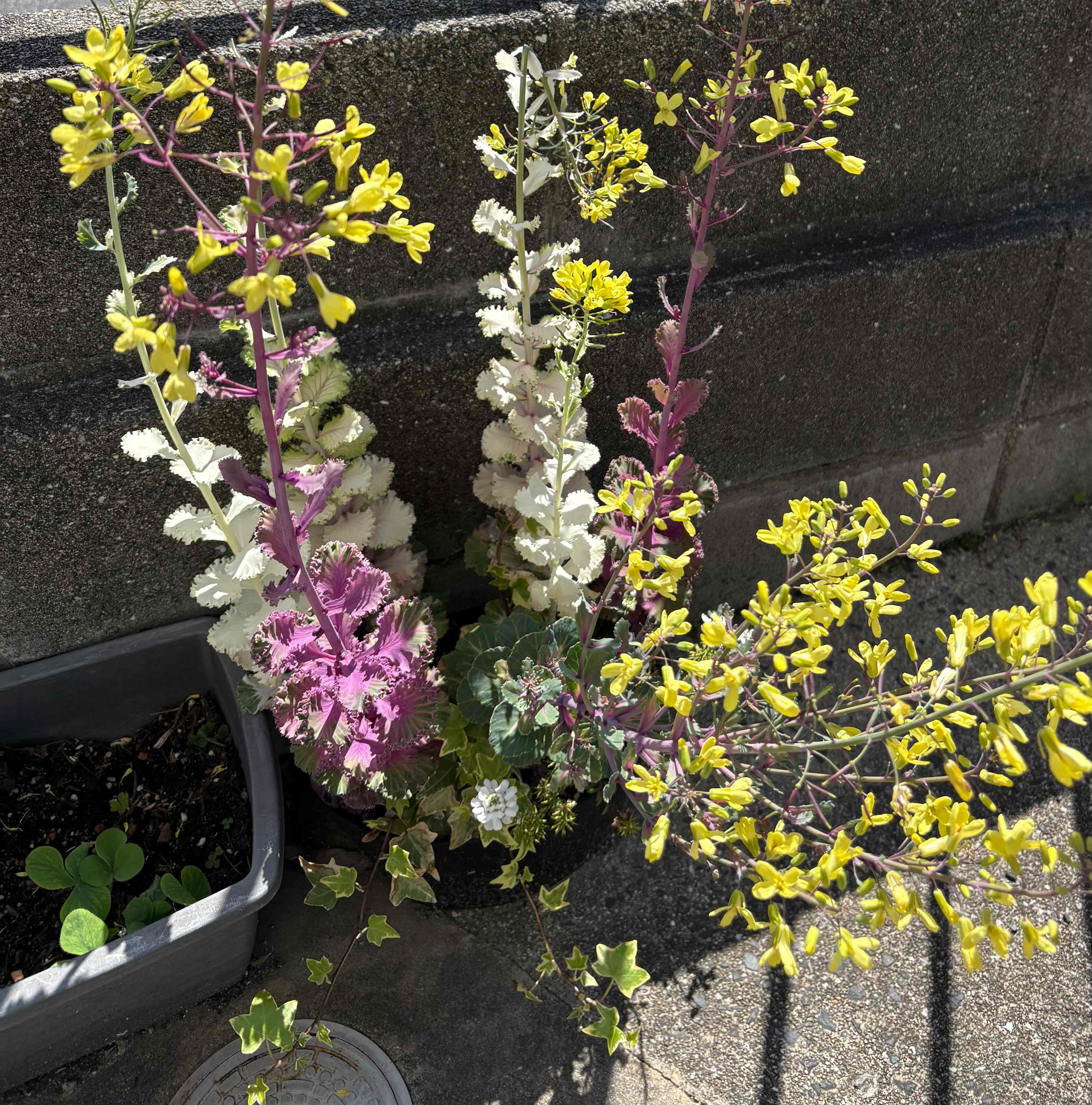 春の花.jpeg