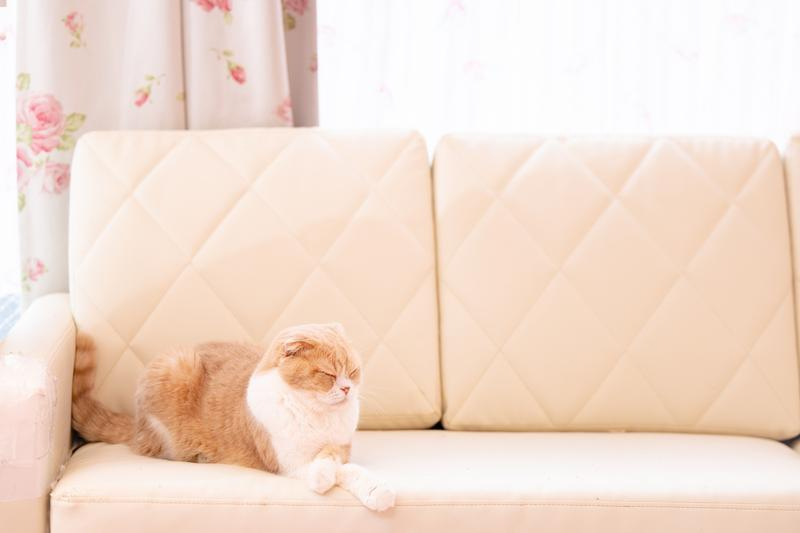 nekocyanPAKE5233-481_TP_V4.jpg