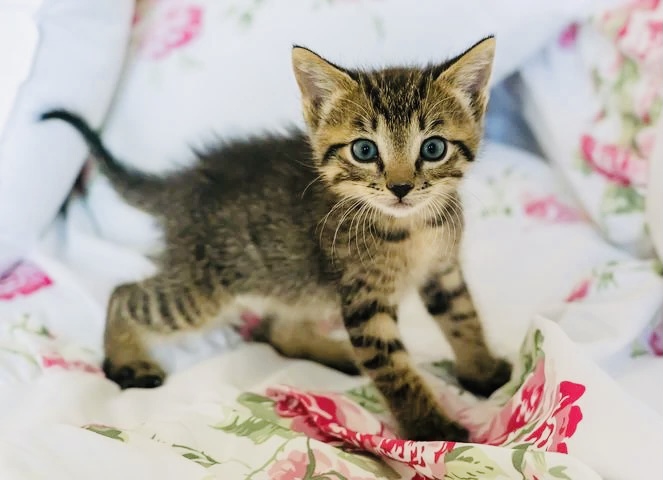 猫２.png