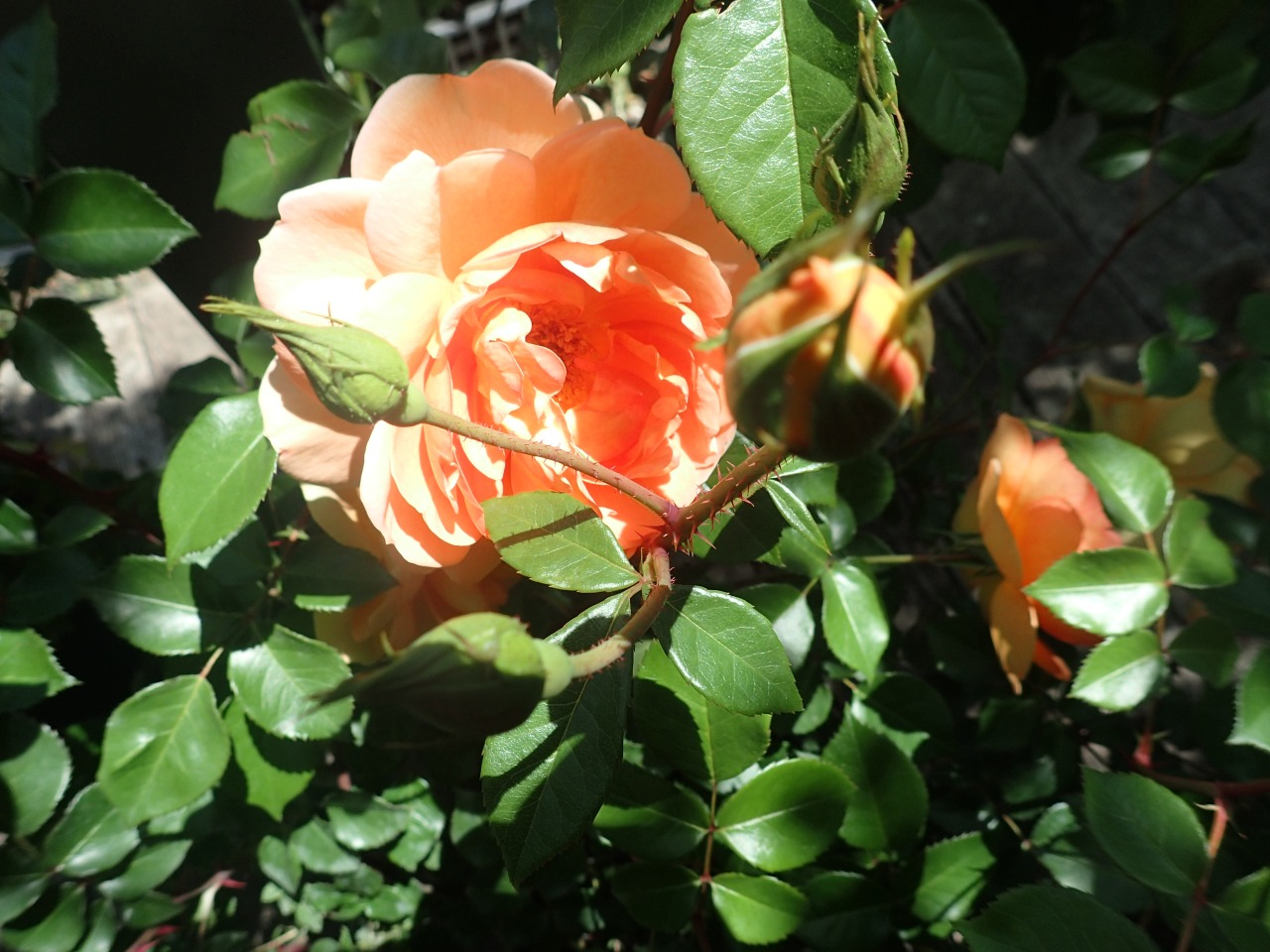 P5110004.JPG