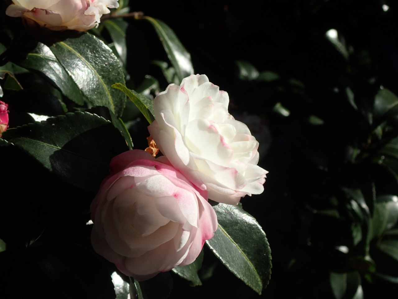 PC220755.JPG