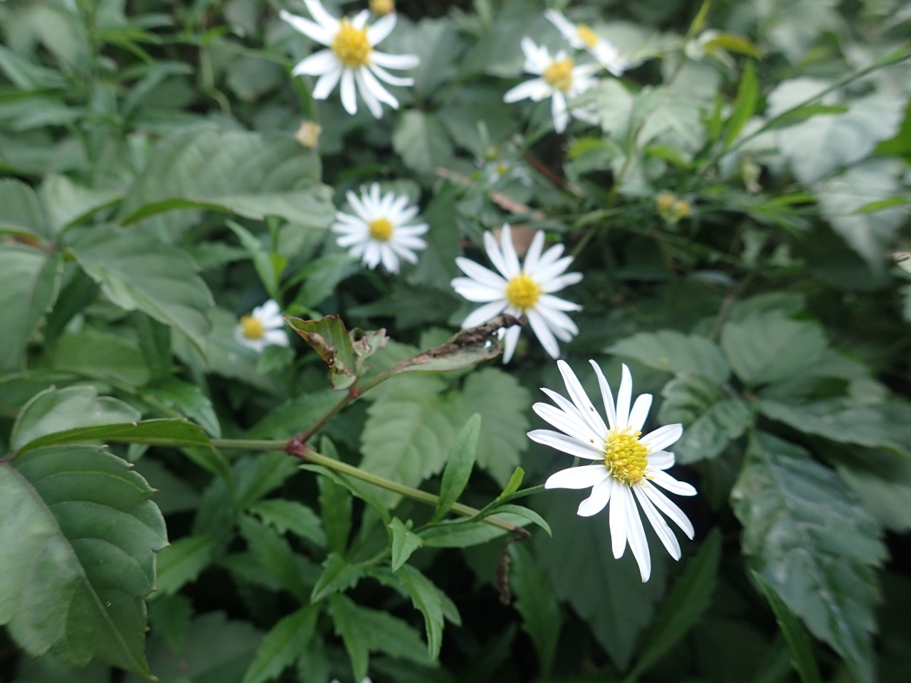 PA210300.JPG