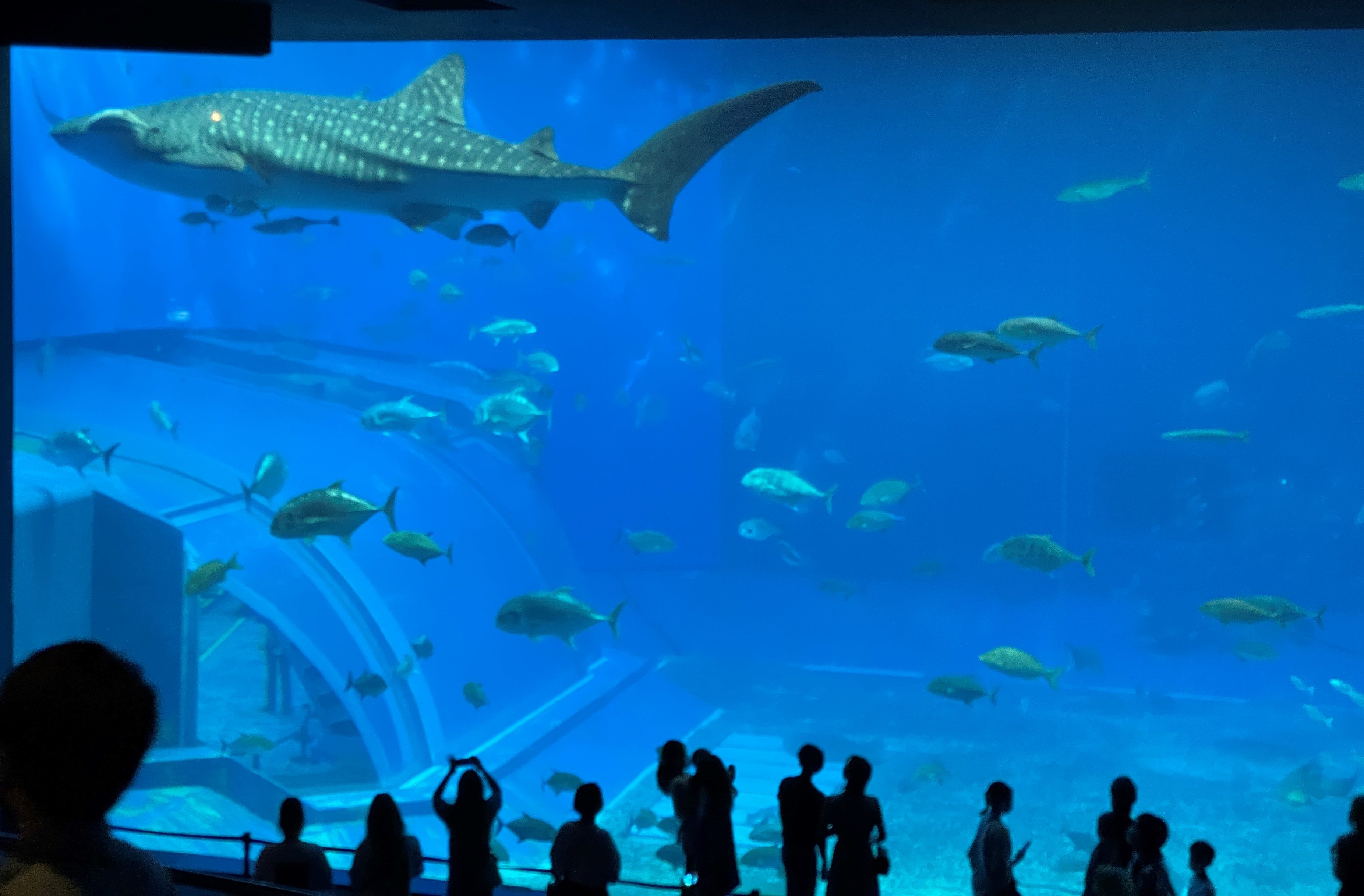 美ら海水族館.jpg