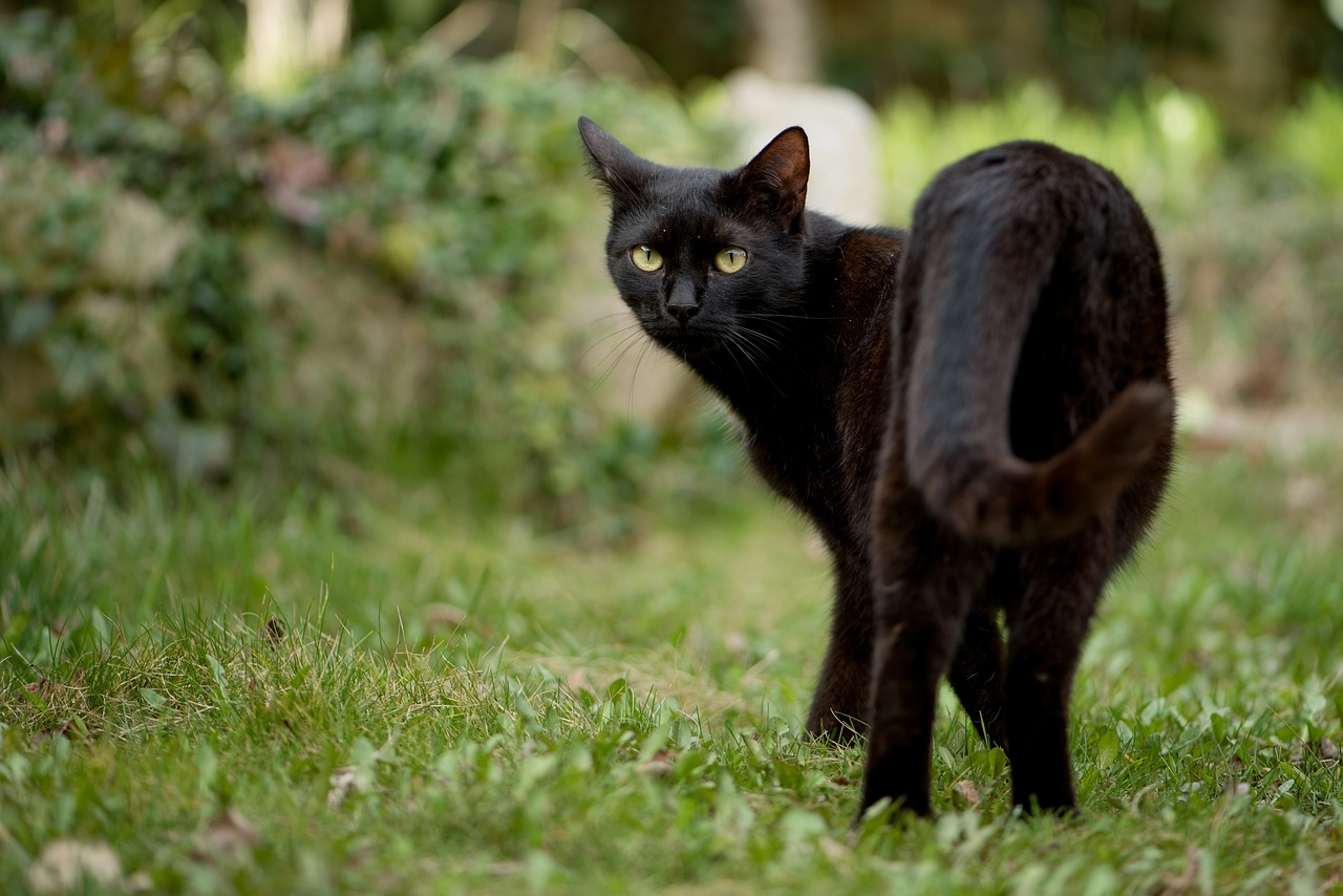 kitten-3405961_1280.jpg