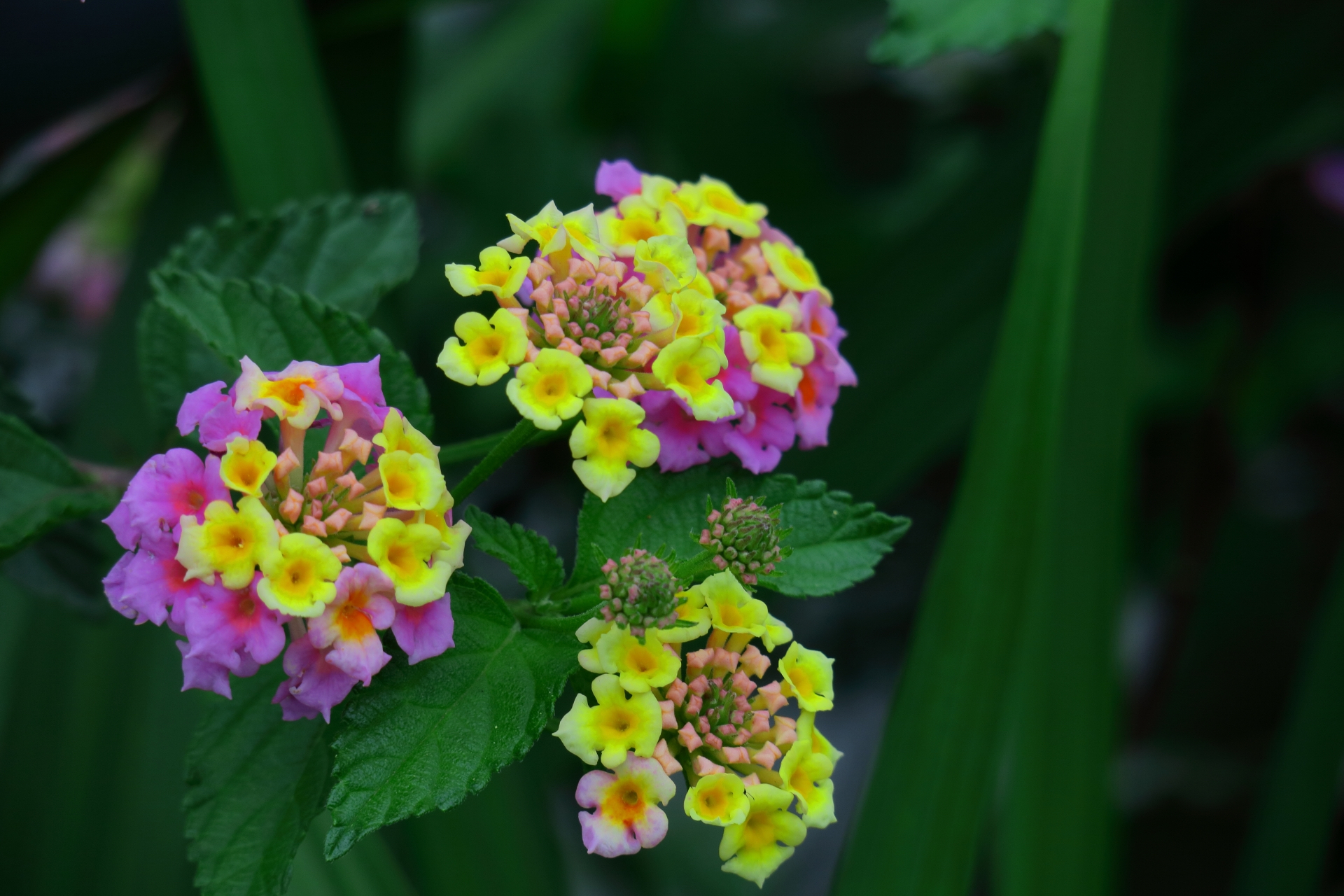 7A0B6C92-CDA5-4A7E-AC37-7942A9C7C261.jpeg