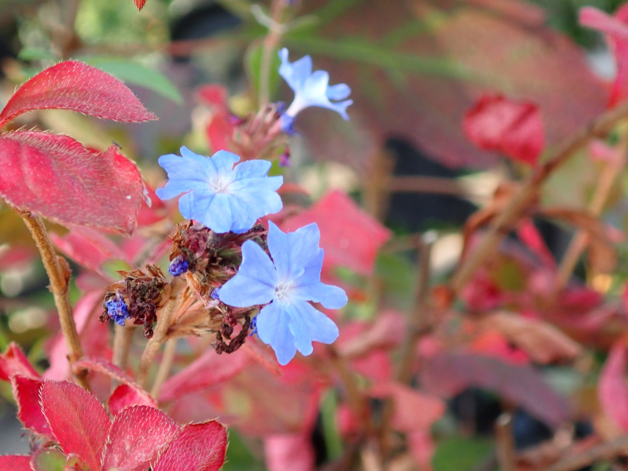PB160532.JPG