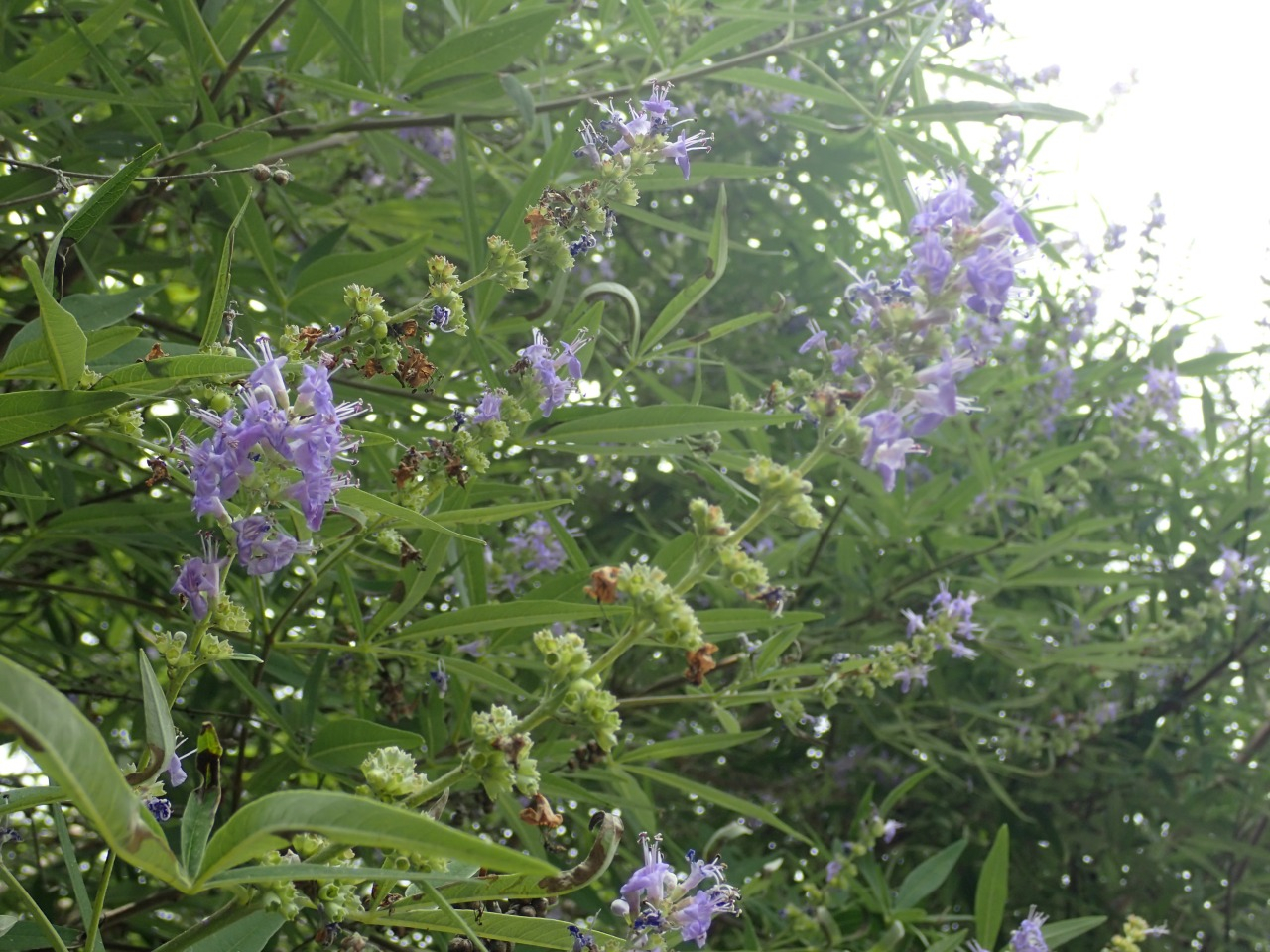 P7060399.JPG