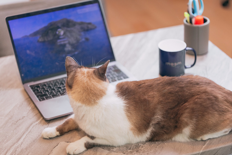 nekocatPAR591482434_TP_V4.jpg