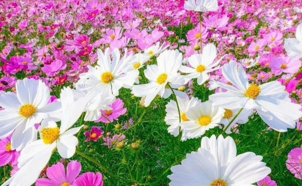 花4.jpeg
