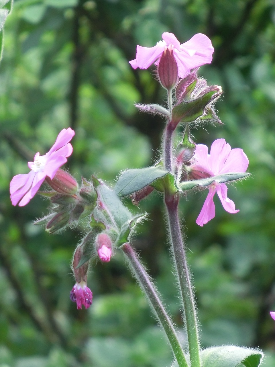 CIMG5780.JPG