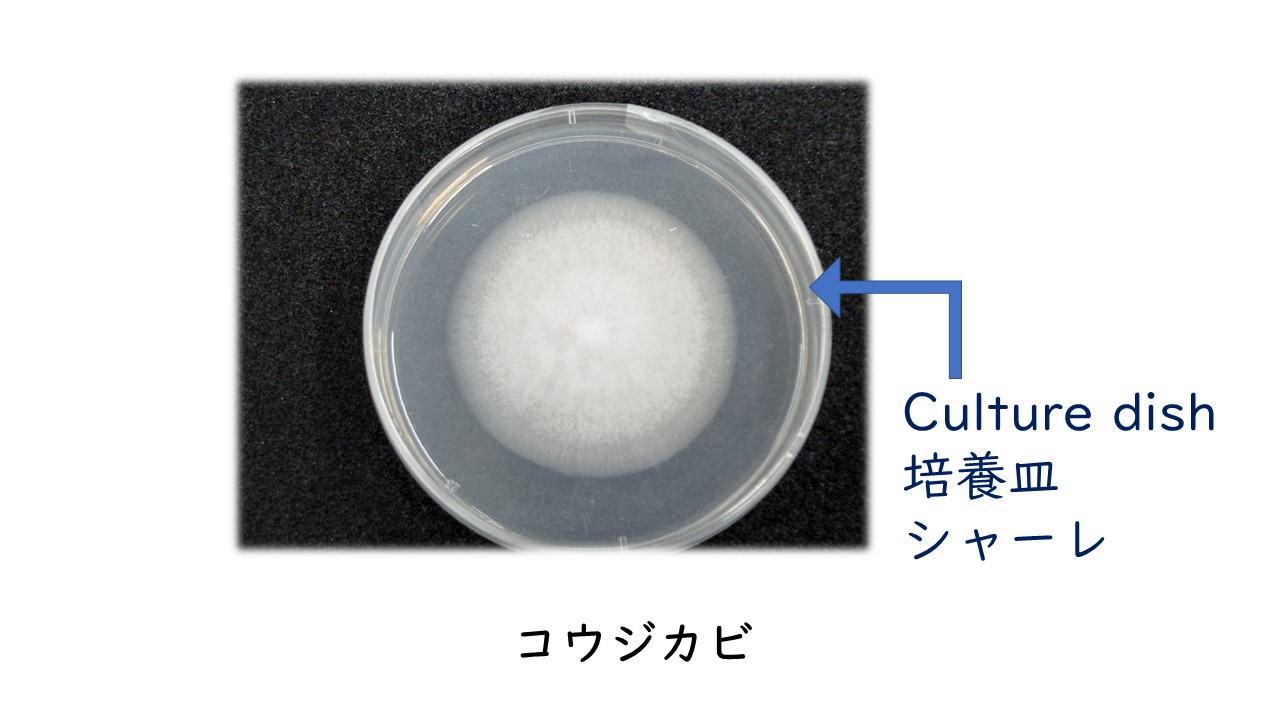 シャーレ発酵食品.jpg