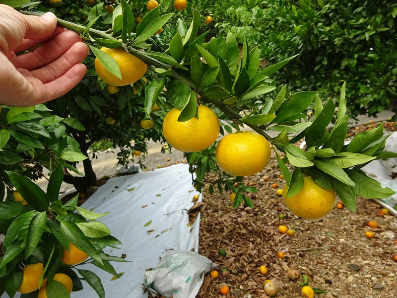 2候補みかん下向き早生.JPG