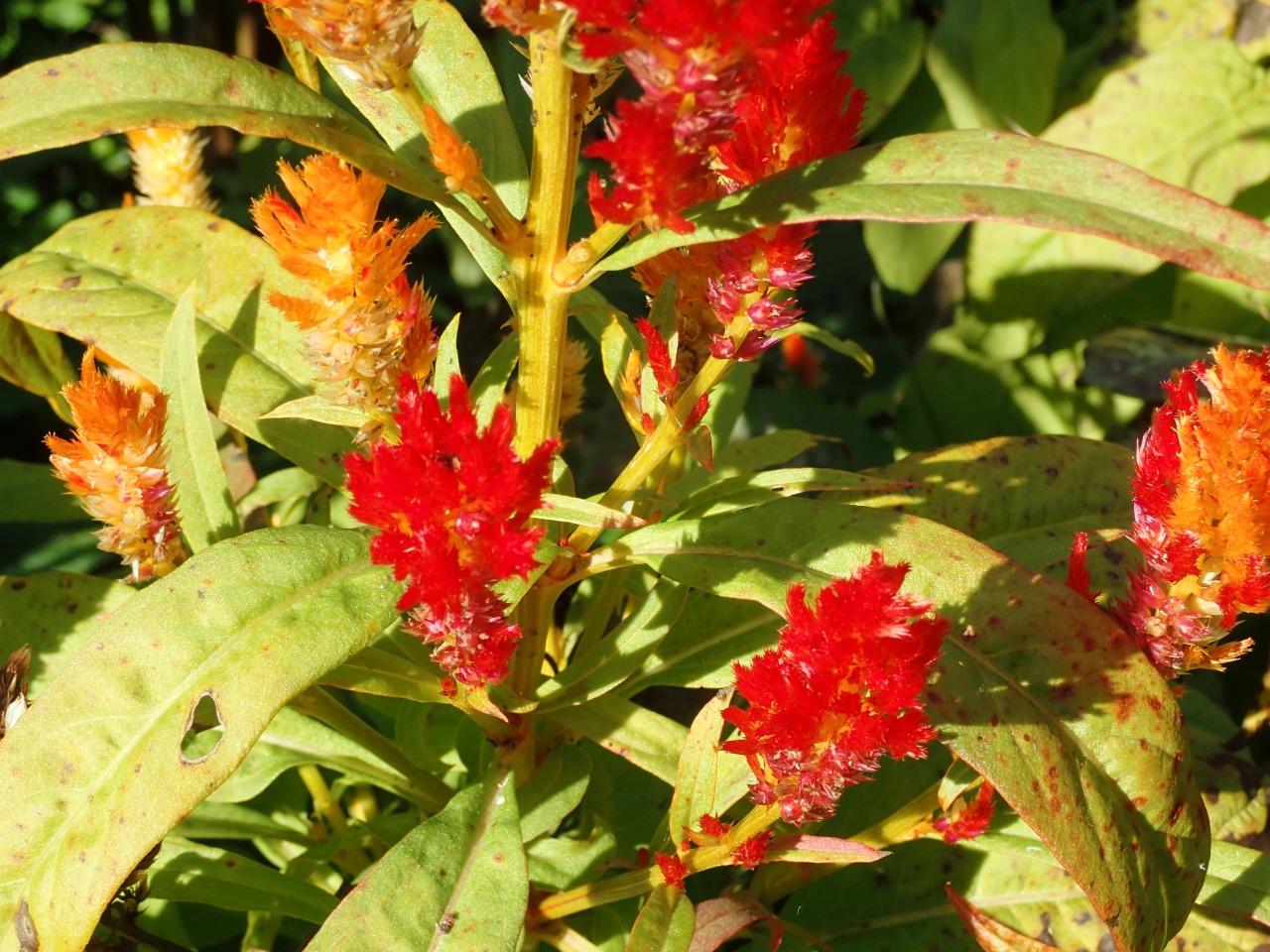 PB160470.JPG