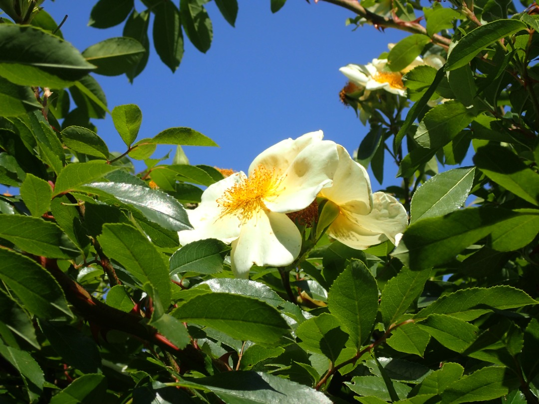 P5310020.JPG