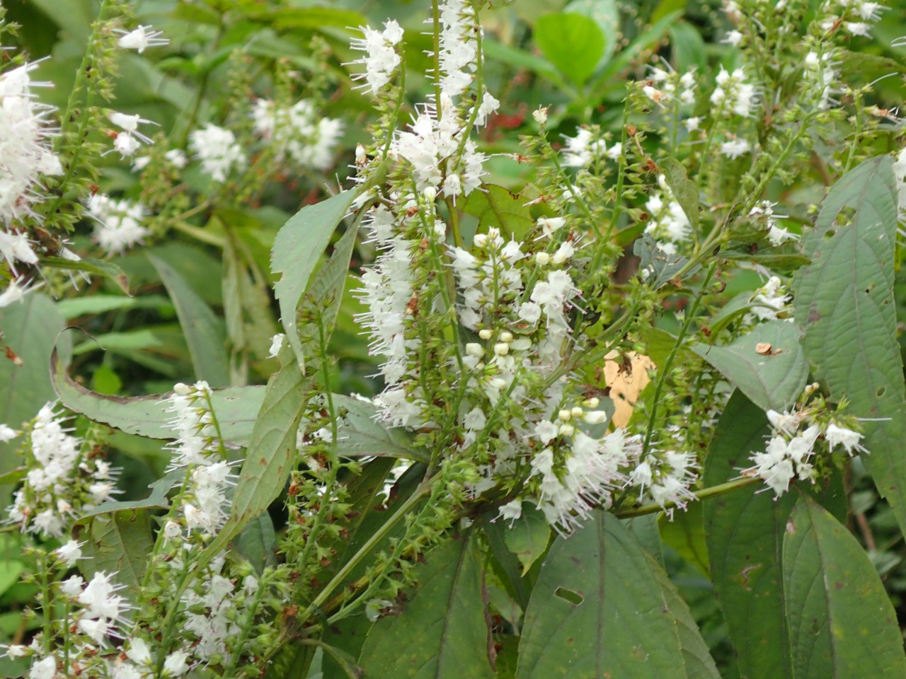 PA120641.JPG