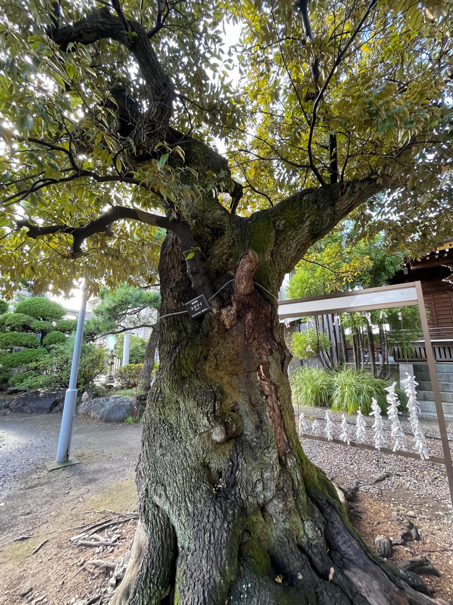 スダジイ.jpg