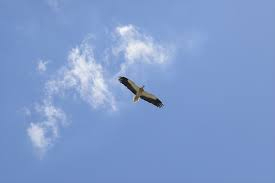 鳥　空.jpg