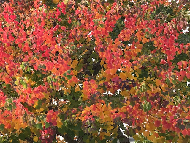 IMG_4461.jpg