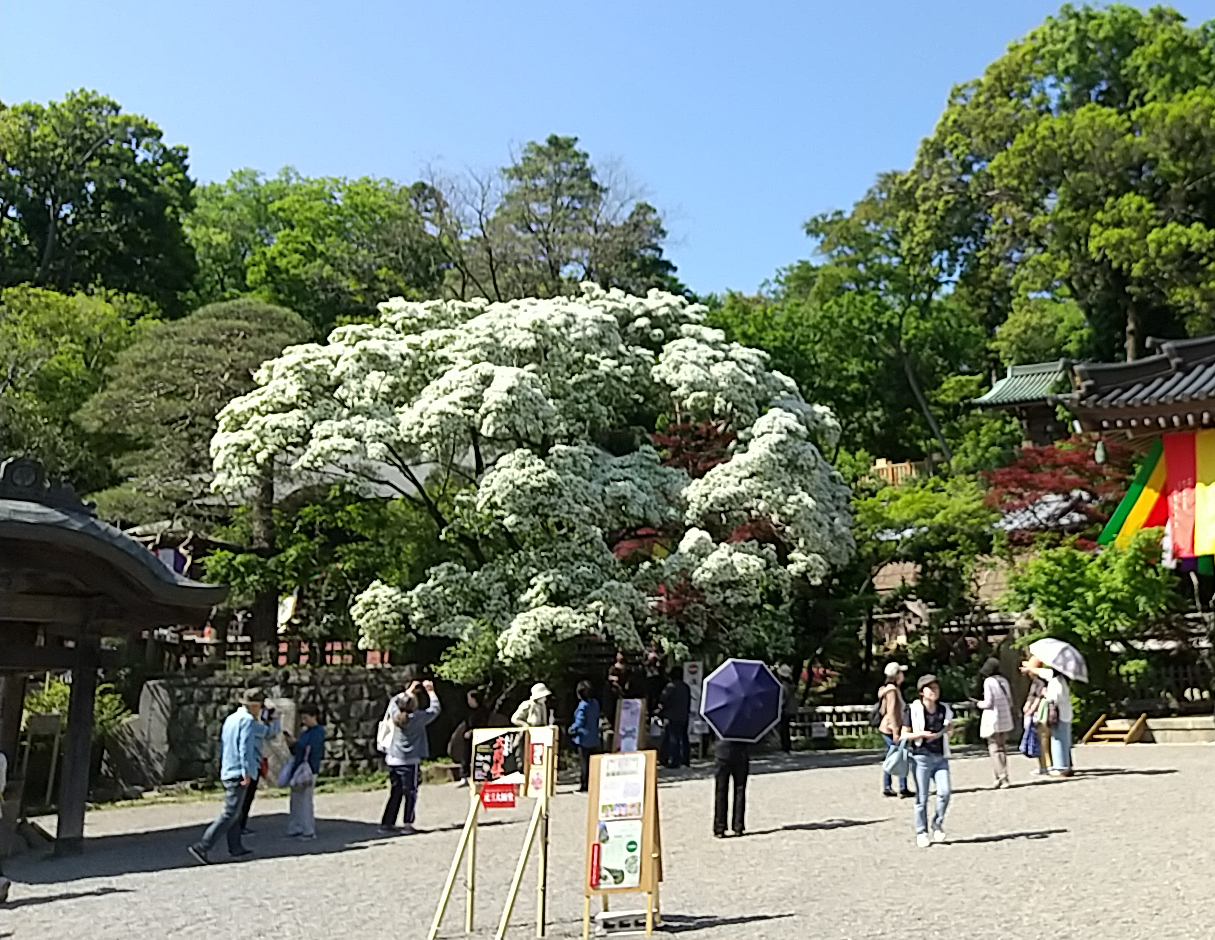 jinndaiji hitoubatago.jpg