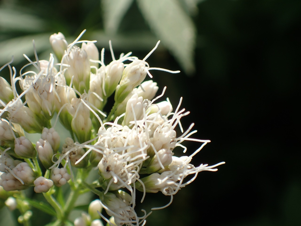 PB010601.JPG