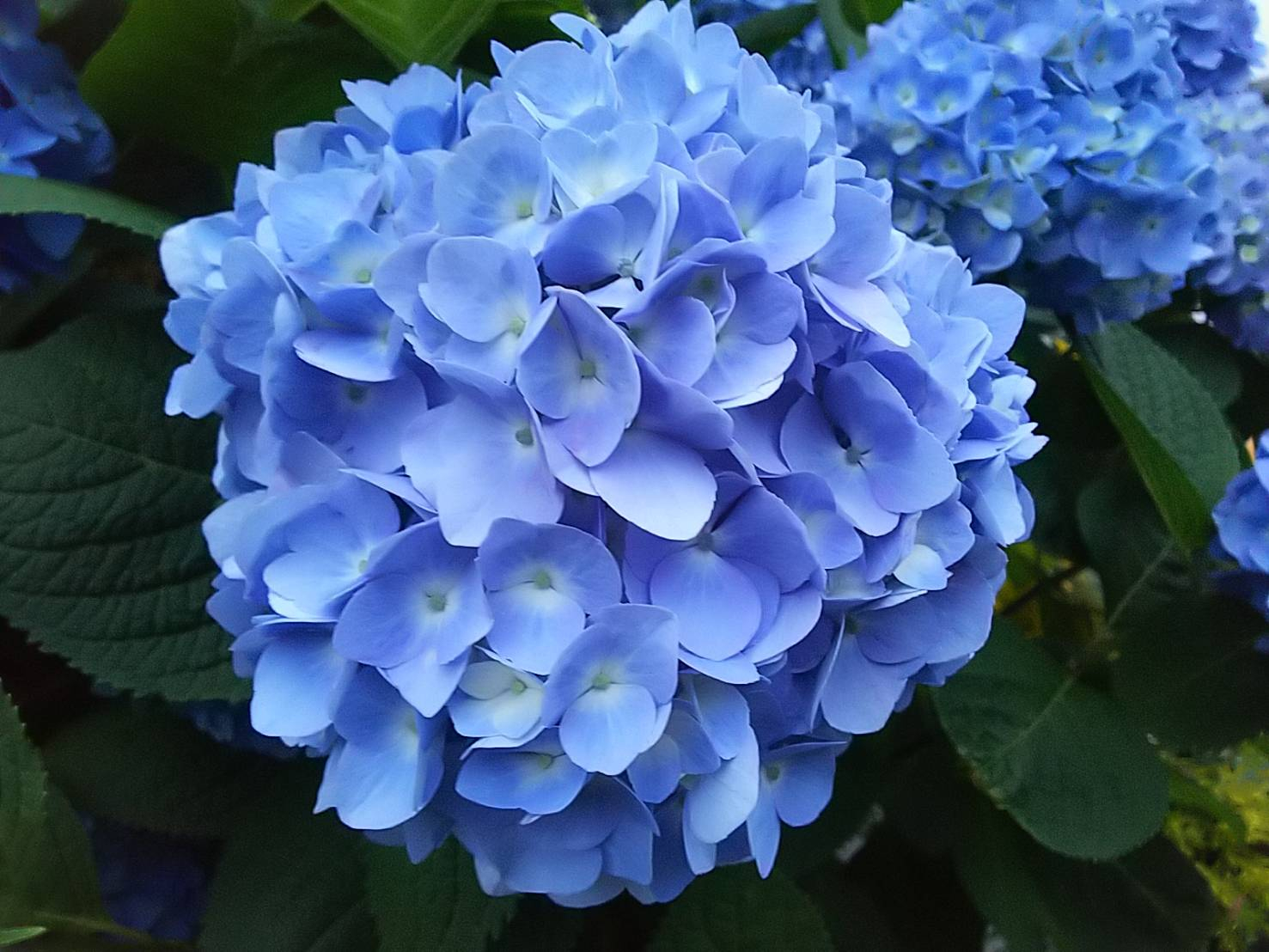 2022年の紫陽花1.jpg