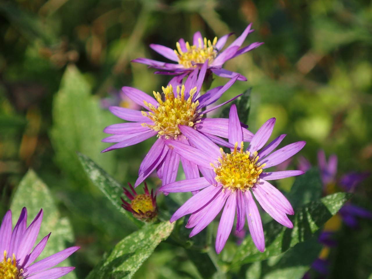 PB160497.JPG