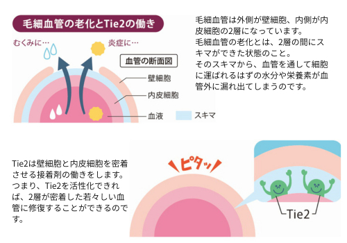 Tie2の働き.png