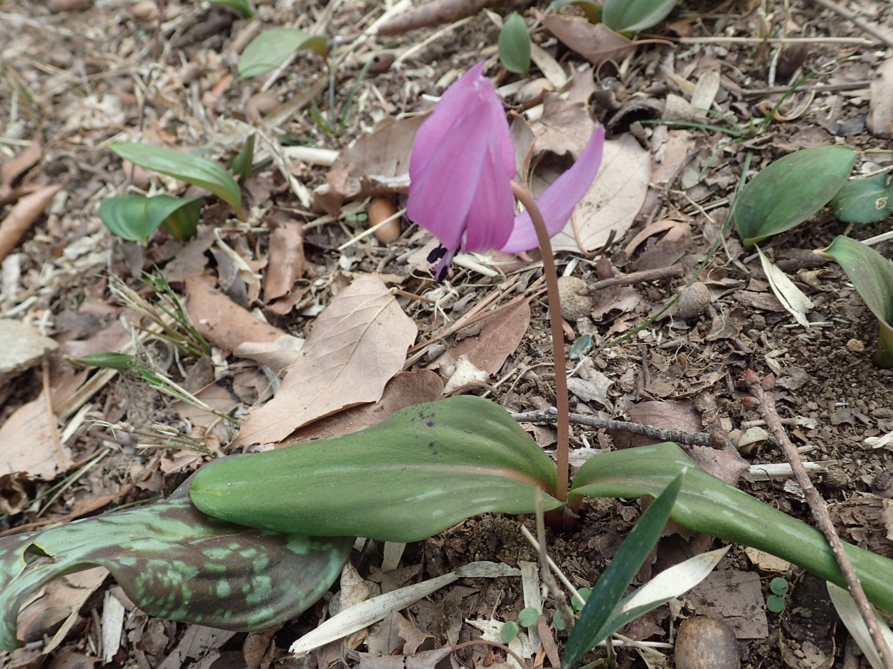 P3171008.JPG