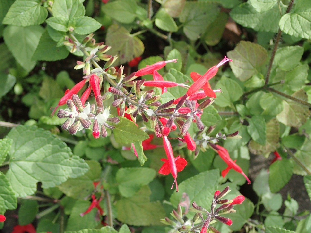PB010078.JPG