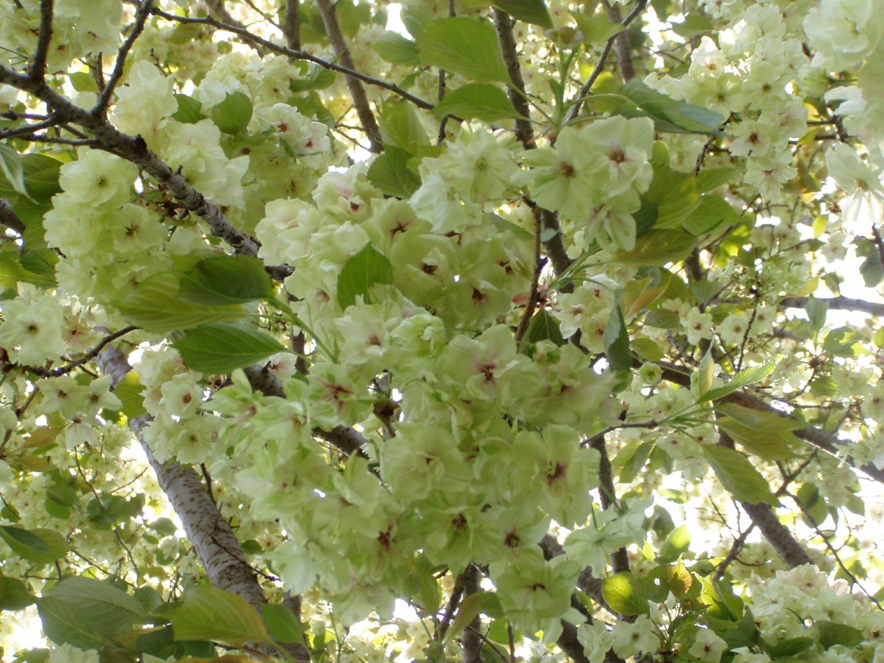 P1010026.JPG