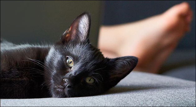 neko02.png