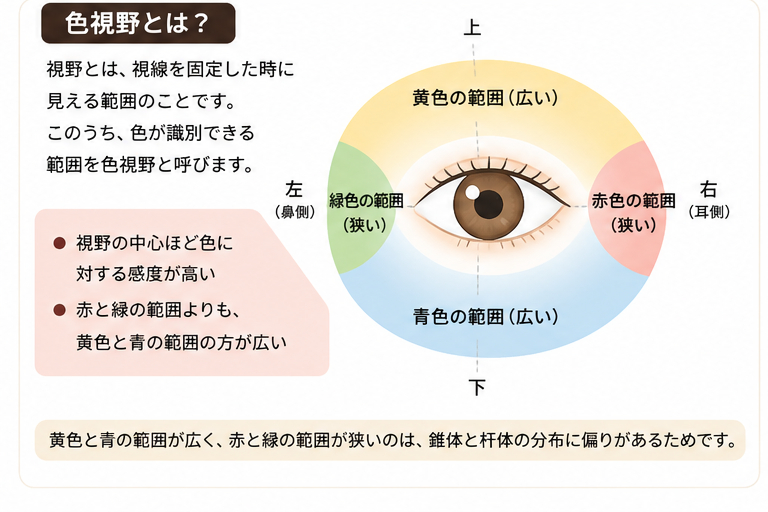 color_visual_field.png