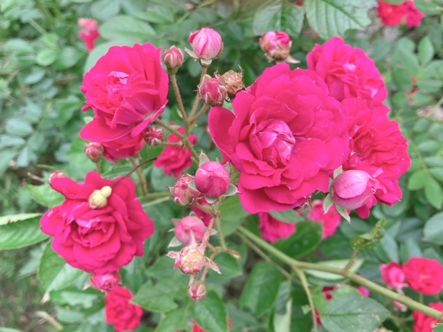 IMG_9335.JPG