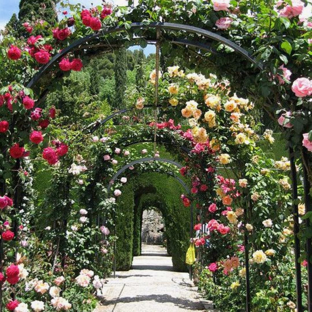 arches-wroughtiron-rose-tunnels-climbingplants (1).jpg