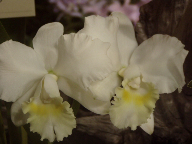 P1010051.JPG