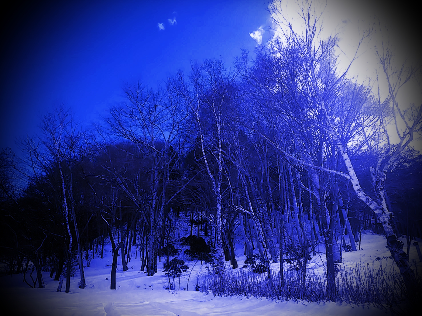白樺と雪（加工済み）3.jpg
