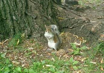いたずら大好き！リス