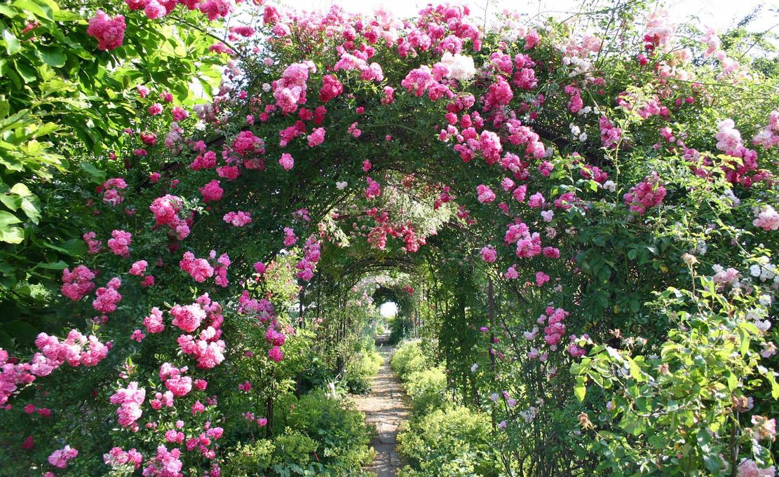 ★rosenbogen-kletterrose-1912396-blp-zeppelin-1111.jpg