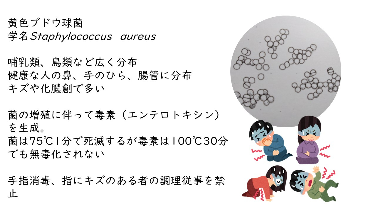 ブドウ状球菌プレゼンテーション1.jpg