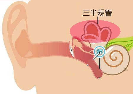 三半規管.jpg