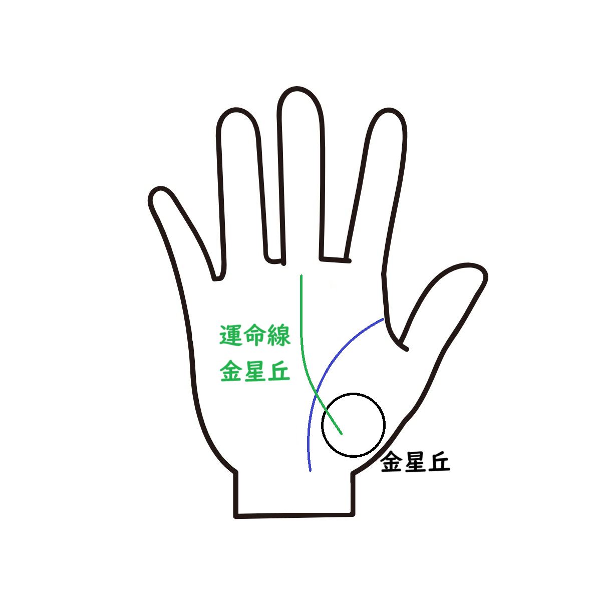 運命線　金星丘.png
